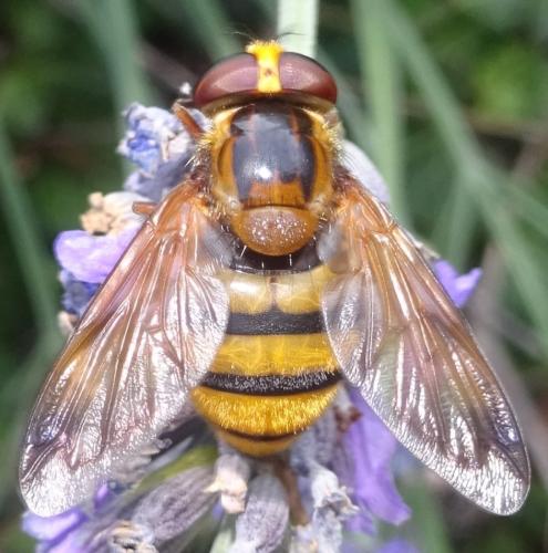 Volucella inanis